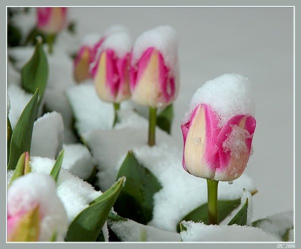 Тюльпаны на снегу 8 марта