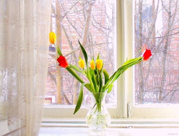 Весенний букет на окне