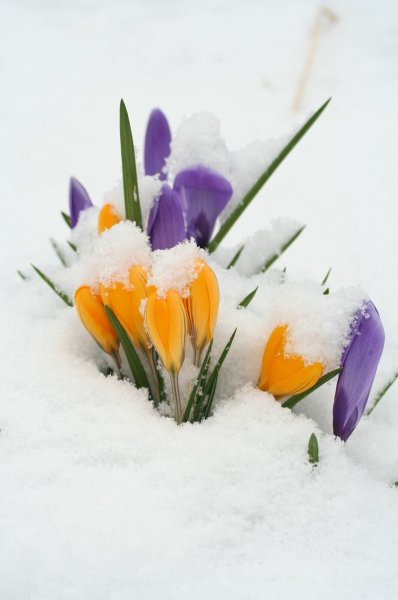 Цветы из под снега