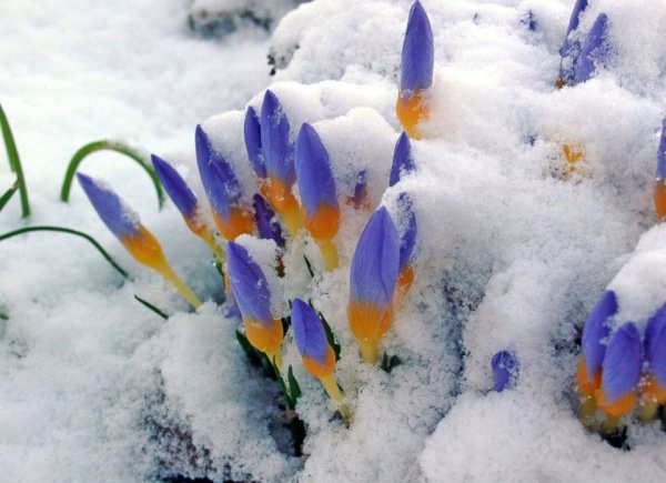Цветы на снегу весной