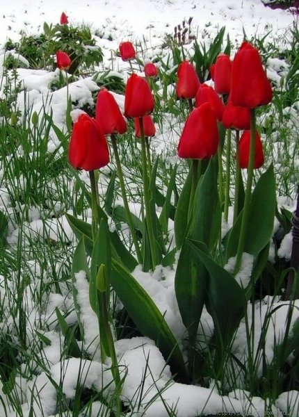 Тюльпаны в снегу