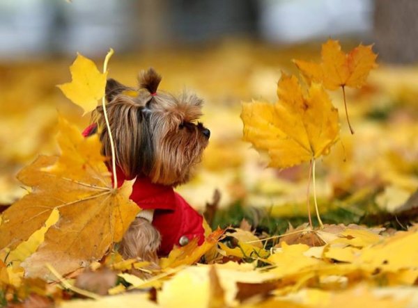 Осеннее настроение