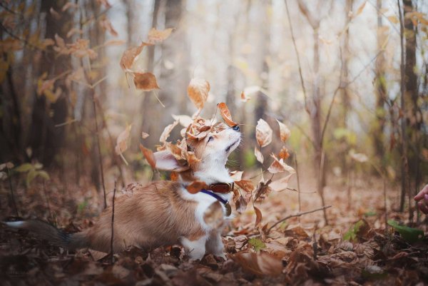 Осень радость