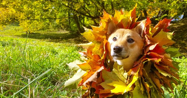 Приколы про осень