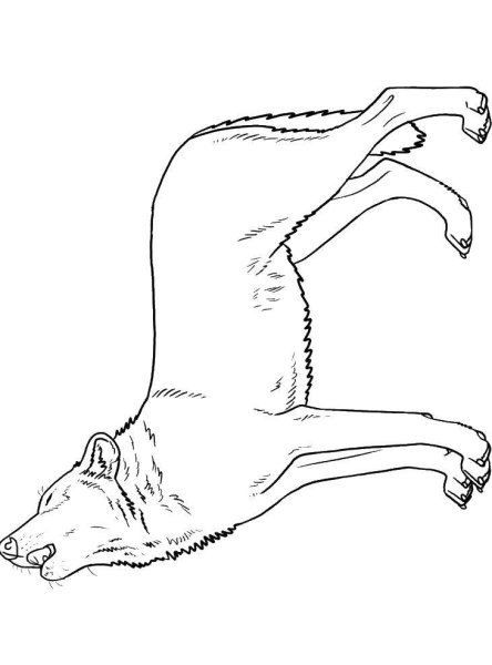 Раскраска волк воет на луну