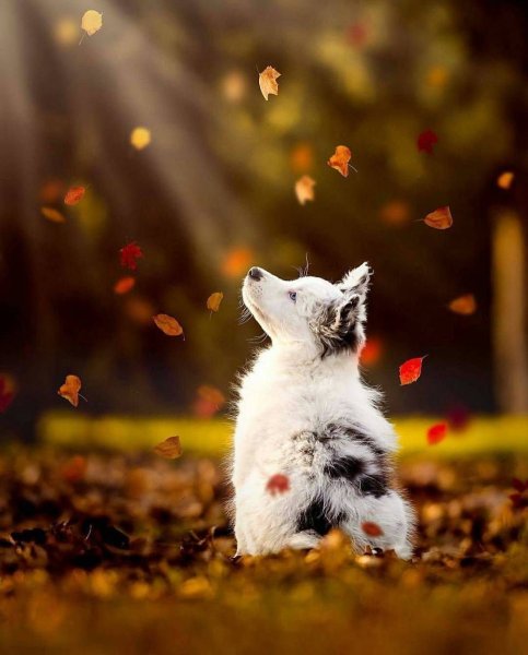 Осенний позитивчик