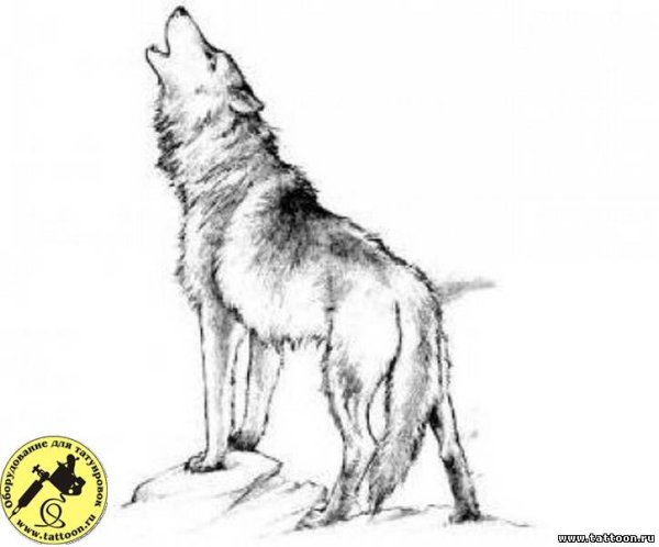 Волк сзади рисунок
