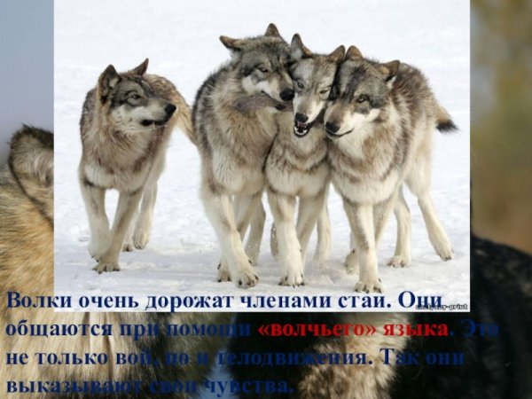 Четыре волка