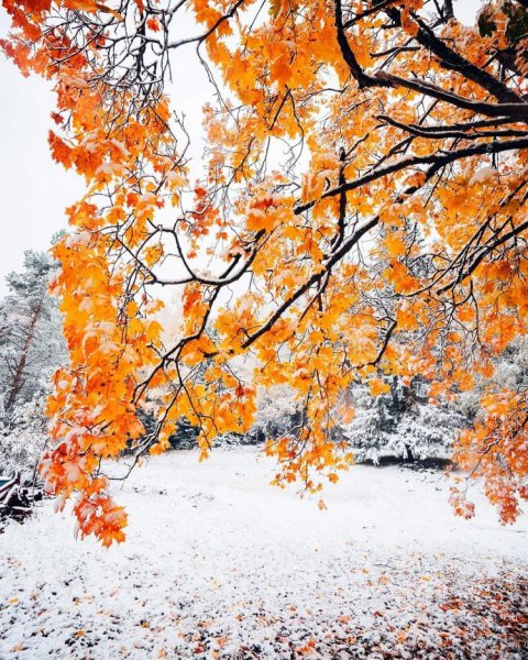 Осенне зимний