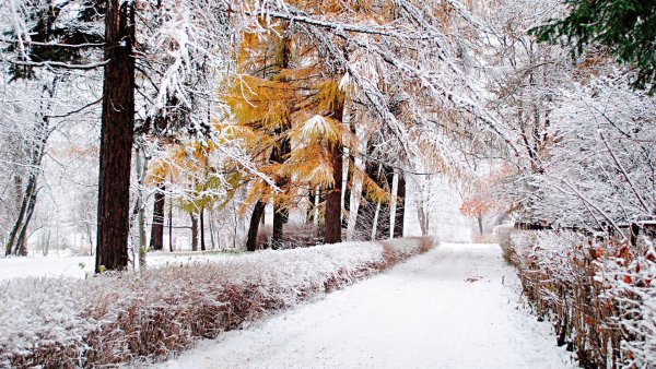 Ранняя зима