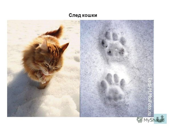 Кошачьи следы на снегу