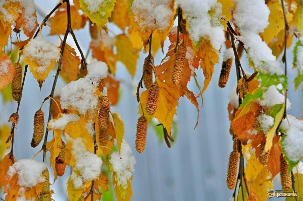 Первый снег