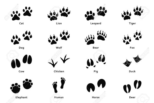 Следы зверей и птиц