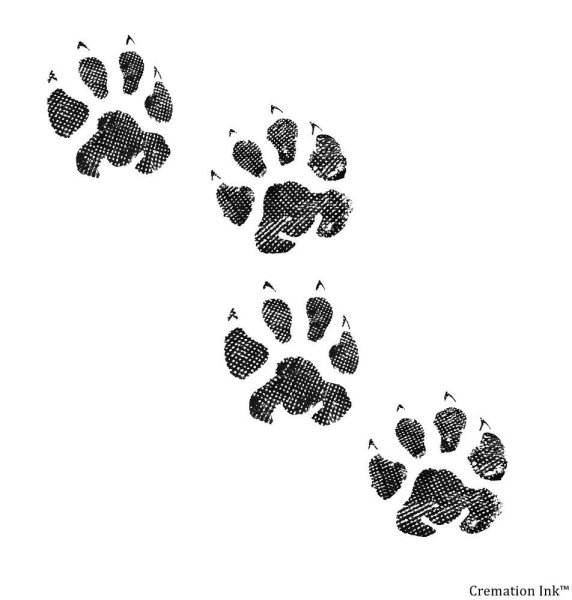 Отпечаток лапы рыси