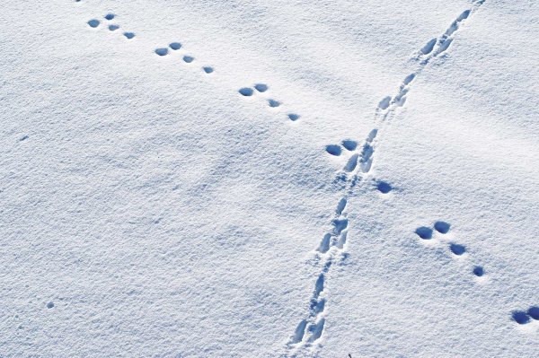 Следы маленьких животных на снегу