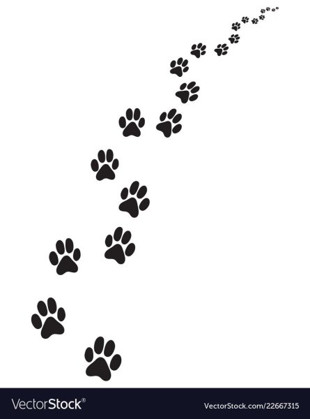 Тропа из следов животных