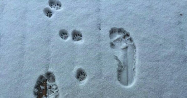 Следы кошки на снегу