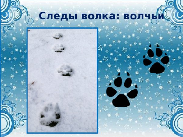 Следы лисы и волка