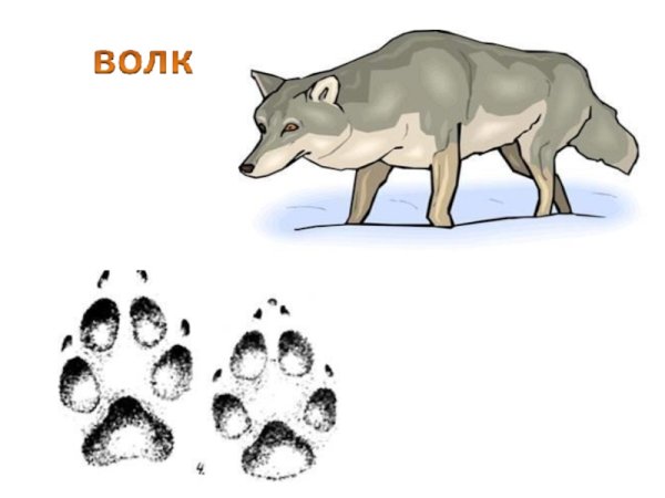 Следы волка на снегу для детей