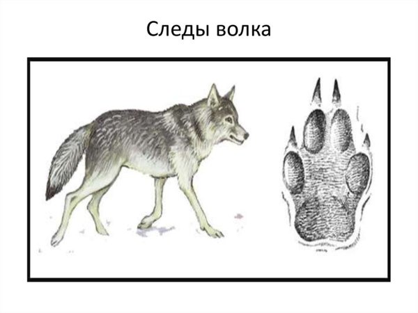 След волка