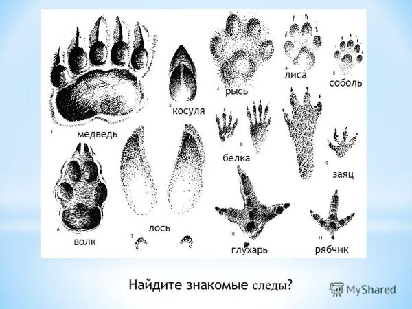 Следы зайца медведя лисы лося