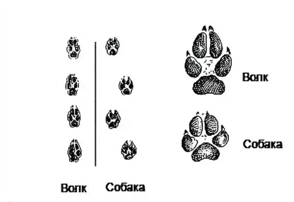 Следы волка на земле и собаки отличие