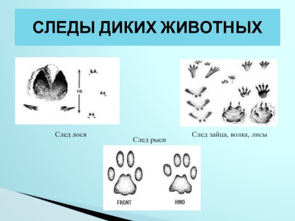 Отличие следов волка от следов лисы