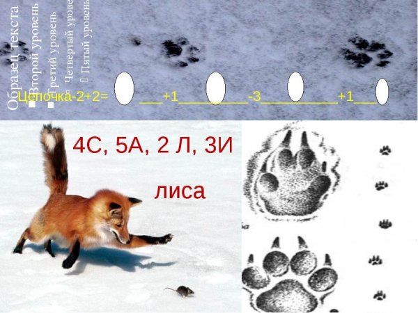 Следы лисы и волка