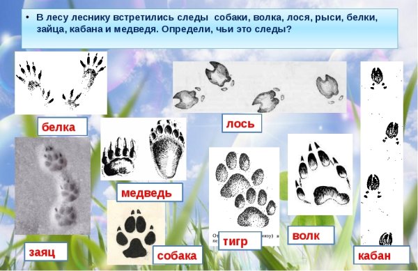 Отличие следа волка от следа собаки