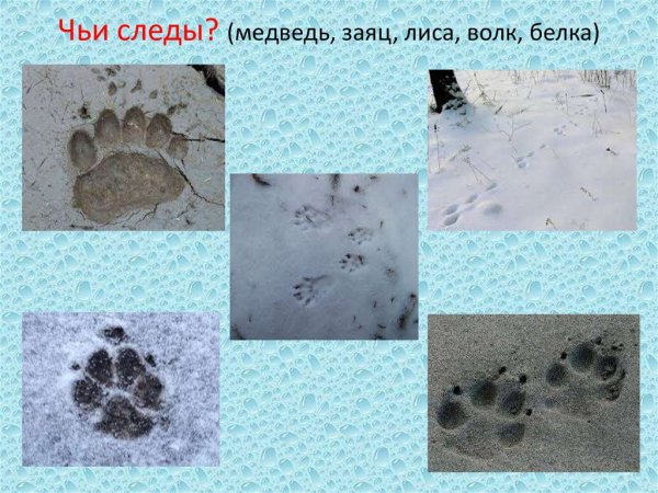 Следы лисы и волка