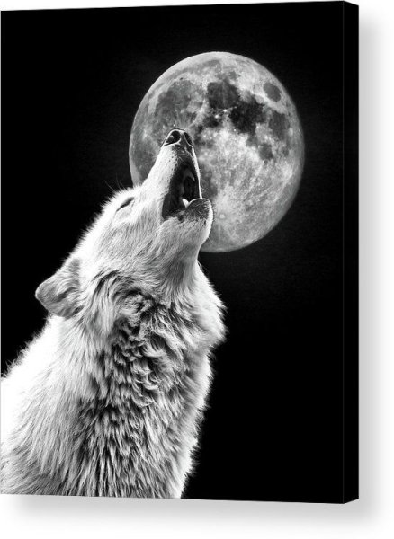 Волк воет на луну черно белый