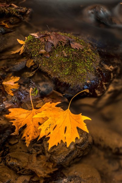 Необычные осенние листья