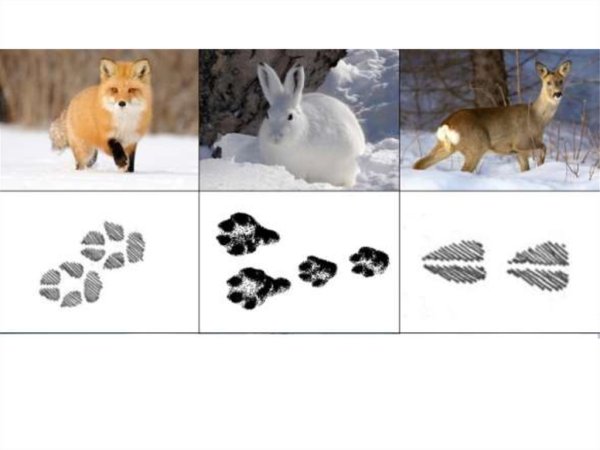 Следы зверей на снегу