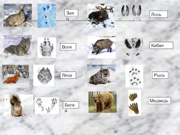Следы зайца лося волка лисы