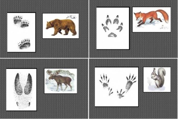 Следы животных на снегу