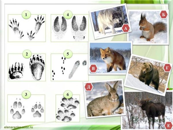 Следы диких животных на снегу