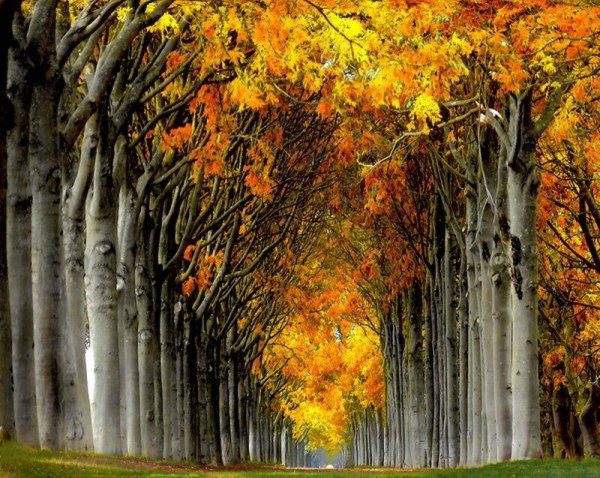 Ван де Гоор