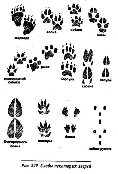 Следы зверей средней полосы