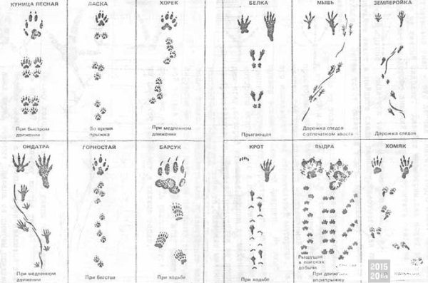 Следы птиц и зверей зимой на снегу 2 класс