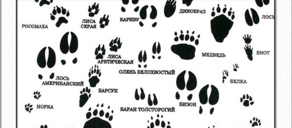 Следы животных с названиями
