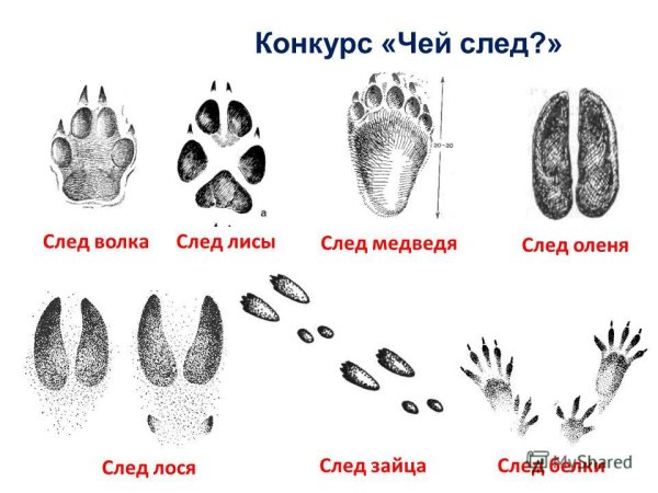 Следы зайца лося волка лисы