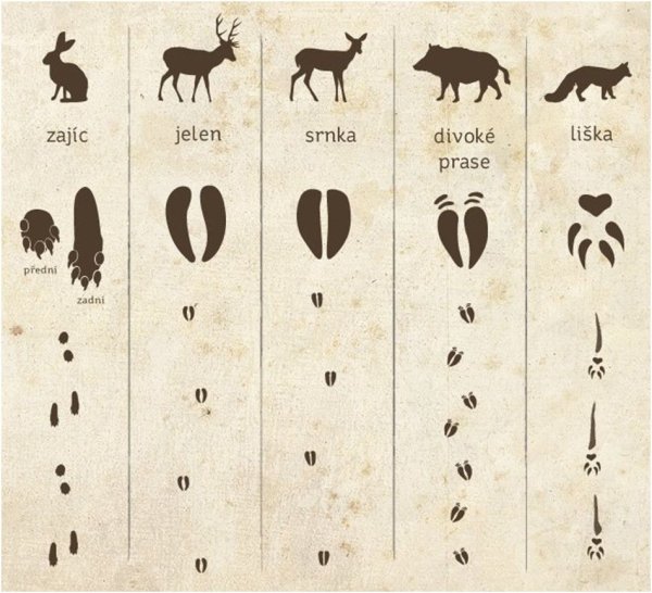 Следы животных средней полосы России