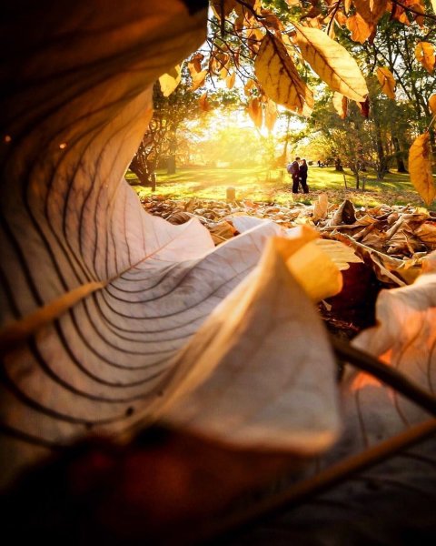 Необычная осень