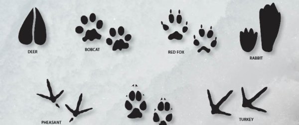 Интересные следы животных
