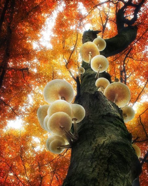 Чудеса живой природы