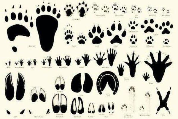 Отпечатки следов животных