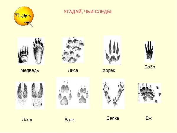 Следы зайца волка белки и лисы