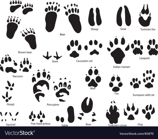 Следы зверей средней полосы России