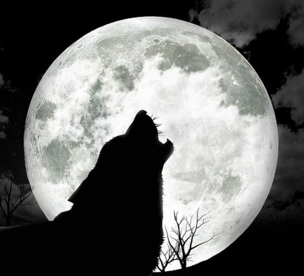 Чёрный волк воет на луну
