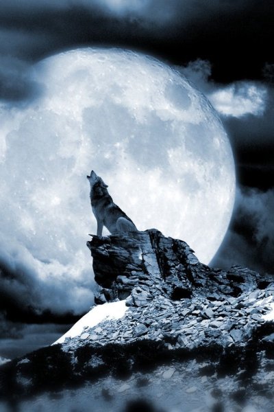 Волк на скале